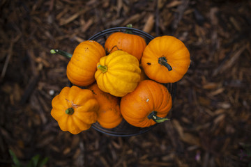 Overhead view of pumpkins in bucket on field