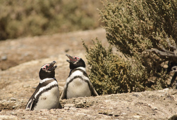 Obraz premium Penguin of Magellan