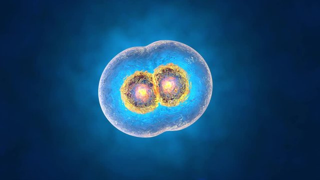 3D rendered Animation of the Mitosis and replication of a generic biological Cell.

