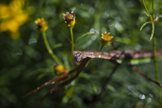 Close up of praying mantis on plant at park