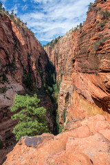 Vertical Zion National Park Landscape