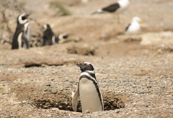 Fototapeta premium Penguin of Magellan