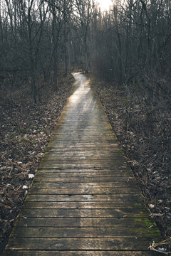 Boardwalk amidst bare trees in forest