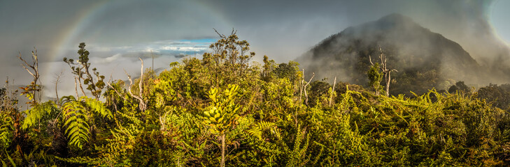 Rainbow above forest