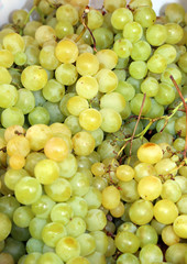 bunch of white grapes just harvested