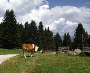Fototapeta na wymiar Simmertaler Cattle Free Range in the Alps Mountains