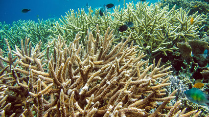 Fototapeta na wymiar Colorful Hard Corals on Kri, Raja Ampat, Indonesia