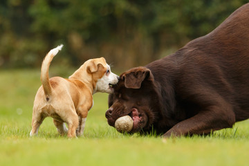 Welpe spielt mit Labrador