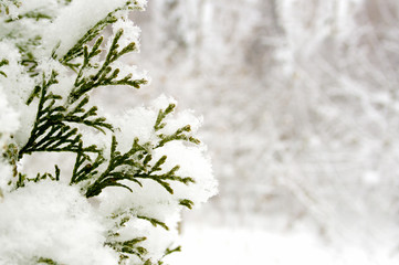 Thuja covered with snow on a winter day