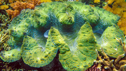 Colorful giant clam Tridacna gigas grows in the shallows of Raja Ampat, Indonesia.