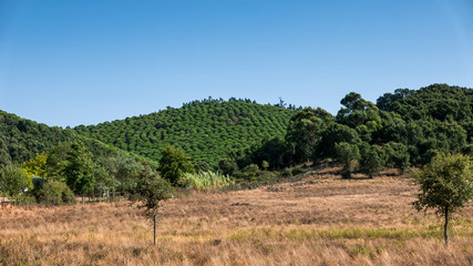 Fototapeta na wymiar A field and forest in Portugal