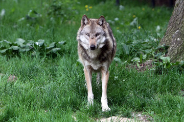 Blickkontakt mit einem Wolf
