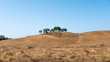 Goldener Hügel mit Bäumen