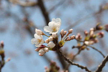 Cherry blossom_3