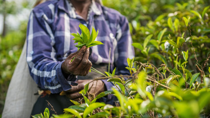 Sri Lanka: collection of tea in tea plantation
