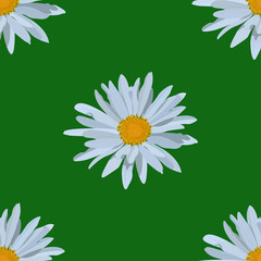 field of daisies. seamless pattern