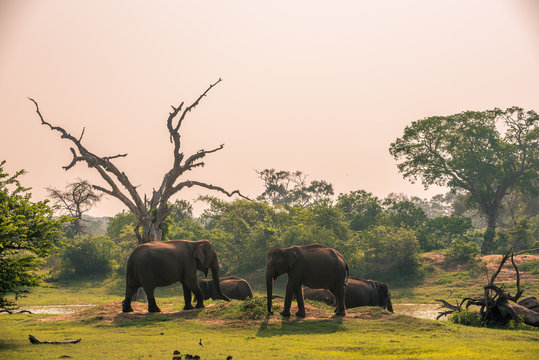 Sri Lanka: wild elephants at jungle drinking place of Yala National Park 
