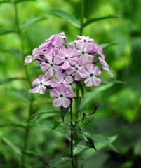 Phlox flower