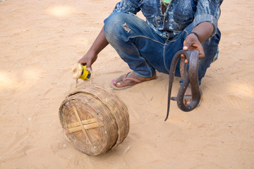 Obraz premium camel market Pushkar festival india street life and street food snacks