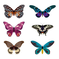 Obraz na płótnie Canvas Big collection of colorful butterflies. Butterflies isolated on white. Vector illustration
