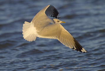Common Gull Larus canus  in flight
