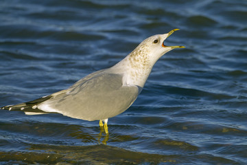 Common Gull Larus canus Calling