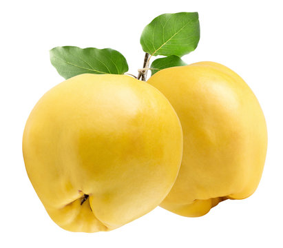 quinces isolated on the white background