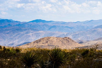 Joshua Tree