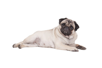 beautiful pug puppy dog lying down isolated on white background