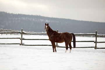 Fototapeta na wymiar Horse waiting for rider in in a snow covered corral