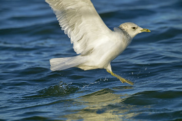 Common Gull Larus canus in flight over coastal creek Winter Norfolk