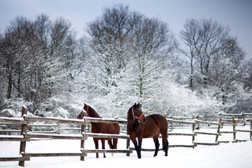Fototapeta na wymiar Chestnut brown horses in a cold winter pasture