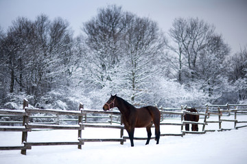 Fototapeta na wymiar Saddle horses looking over corral fence winter rural scene