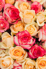 Pattern roses background