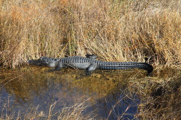 Alligator in the Everglades - Florida - USA