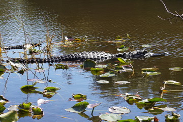 Alligator in the Everglades - Florida - USA