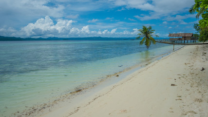 Fallen Coconut Palms on Sandy Beach near Diving Station, Kri Island, Raja Ampat, Indonesia, West Papua
