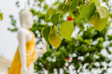 Bo leafs White Buddha  statue background