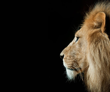 Isolated Lion Head Profile