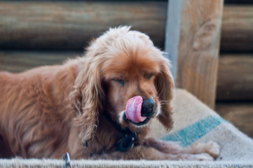 Cocker Spaniel licking nose (soft focus)