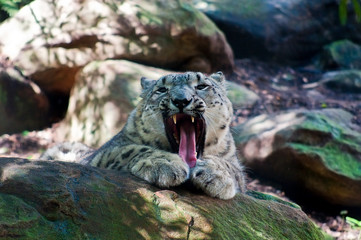 Snow Leopard baring its teeth