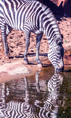 Zebra drinking from pond
