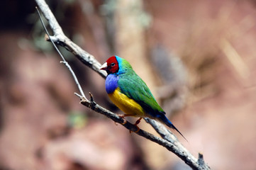 Colouful parrot perched on branch