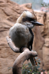 Kookaburra perched on a branch