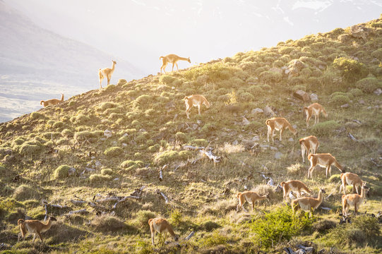 Vicunas herd grazing on mountain ridge at sunset near Torres del Paine in Patagonia chilena - Travel wanderlust concept with nature wonder in Chile south america - Warm saturated sunshine filter