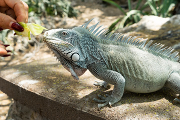 Fototapeta premium Kokomo Beach Iguana