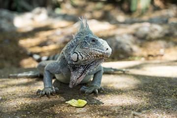 Kokomo Beach Iguana