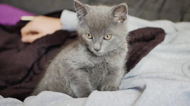 un petit chaton gris assis au creux des bras d'une personne allong&eacute;e