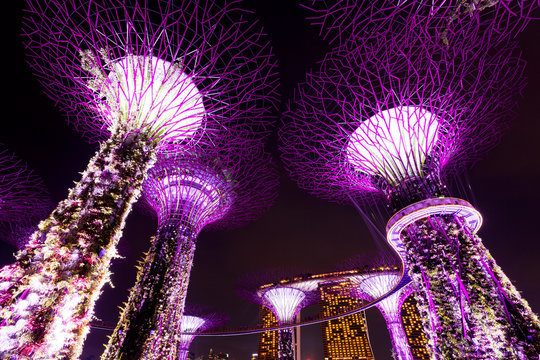 Giant trees light up in Singapore 