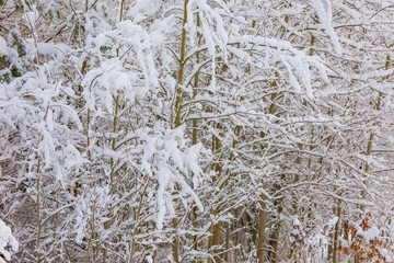 Beautiful winter trees branches with a lot of snow